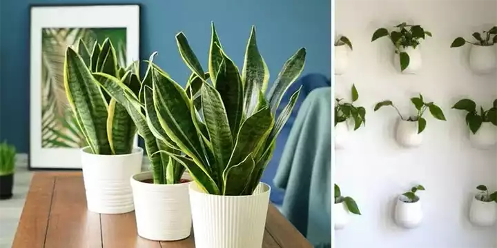 12 Beautiful Houseplants That Will Help You Sleep Better