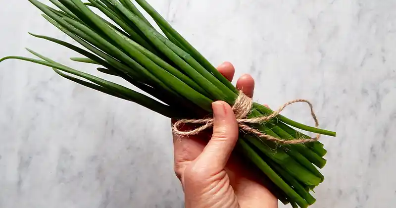 Grow Green Onions Without Garden Soil