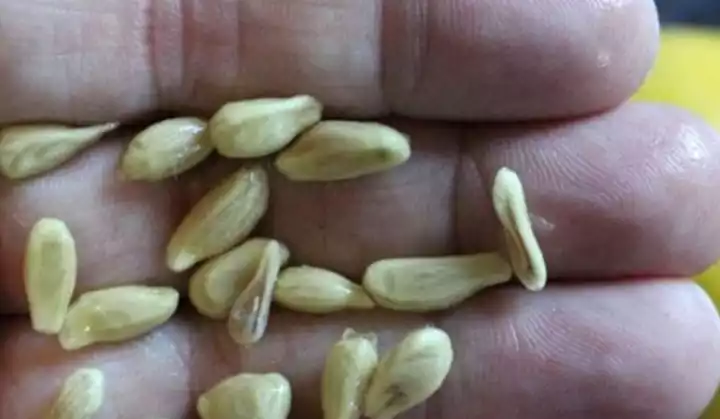 When Juicing Lemons, Don't Discard the Seeds: Discover Their Valuable Uses