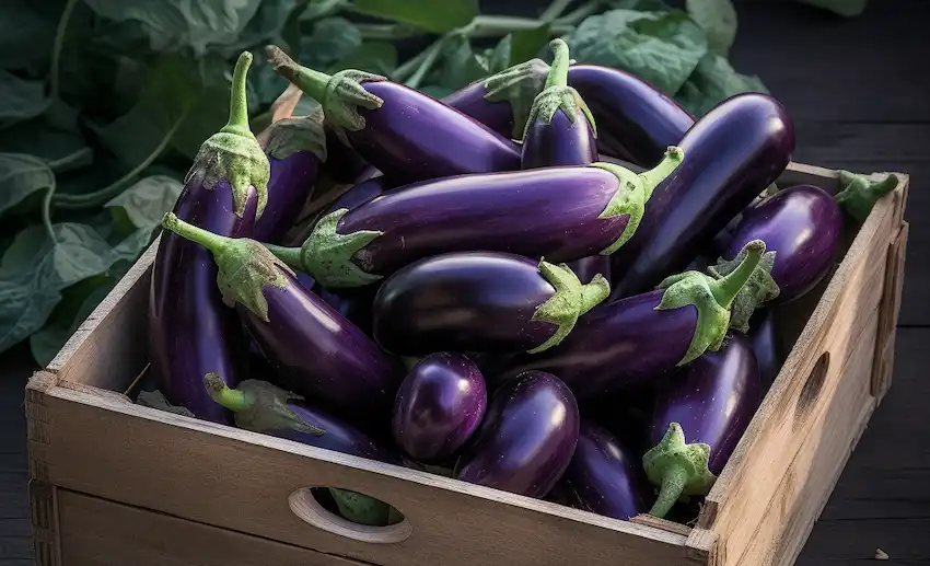 a box with eggplants