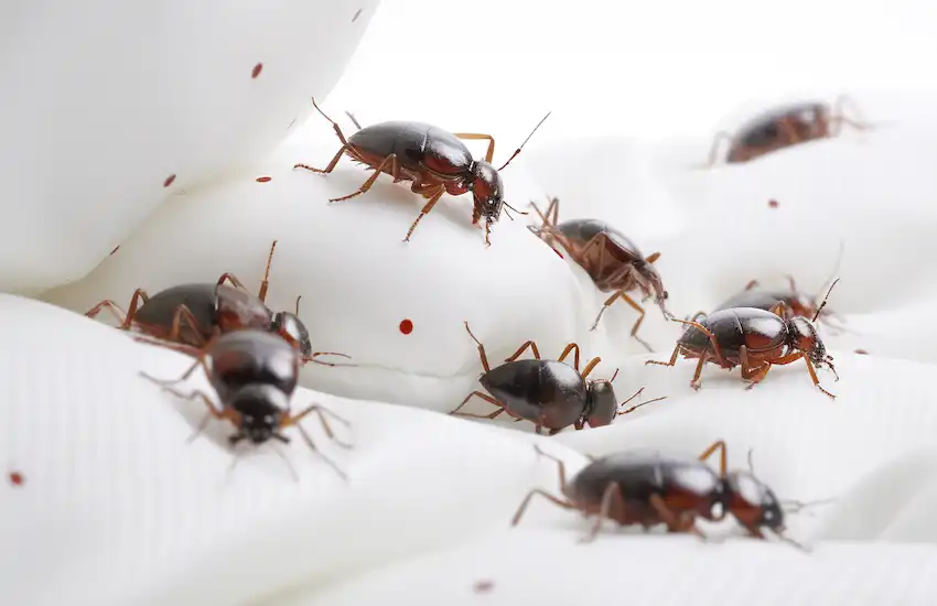 Techy Guru bedbugs in a white bed