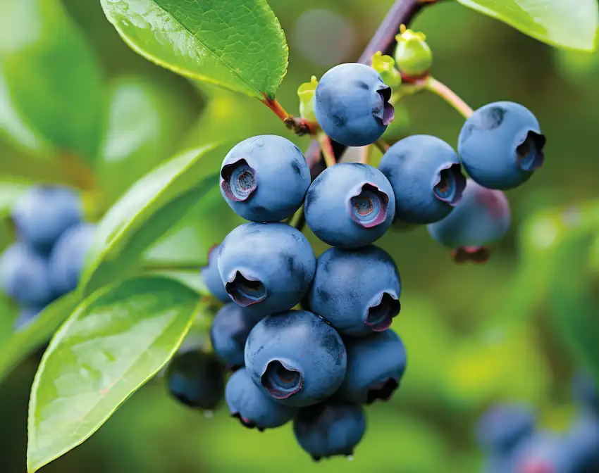 Techy Guru blueberries