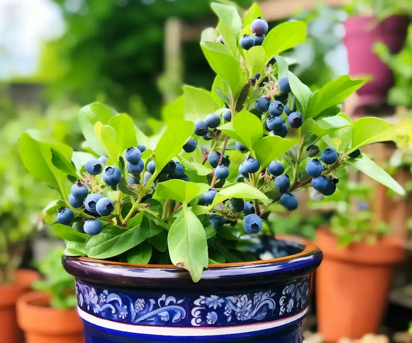 Techy Guru blueberry plant in a pot