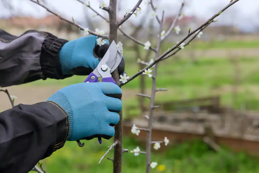 proper pruning