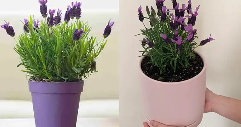 How to Grow Lavender to Perfume Your Entire Home