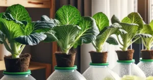 How to Grow Hydroponic Cabbage in Recycled Plastic Bottles at Home