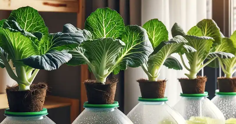 How to Grow Hydroponic Cabbage in Recycled Plastic Bottles at Home