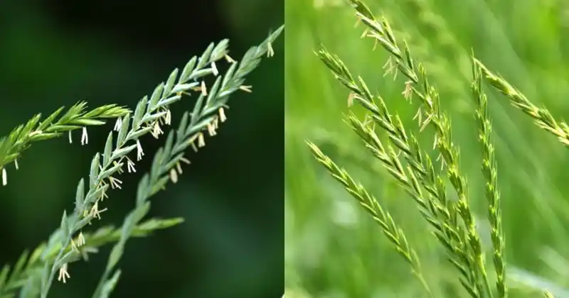 The Hidden Benefits of Quackgrass: Nature's Understated Healer