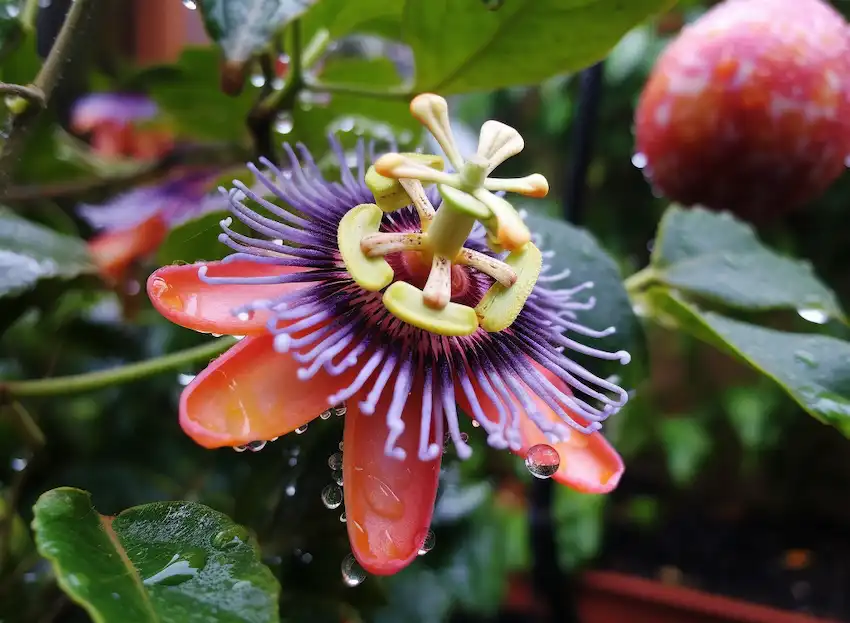 Techy Guru a plant of passion fruit