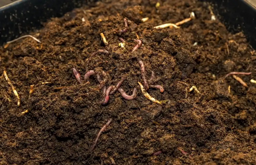 Techy Guru earthworms on soil