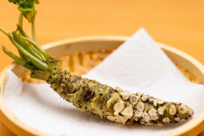 japanese root of wasabi