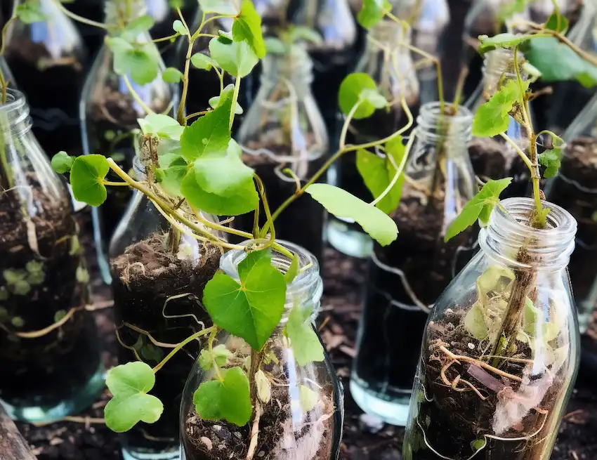 Techy Guru vine growing in plastic bottles