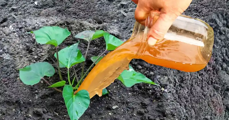 How to Grow Sweet Potatoes Fast and Achieve…