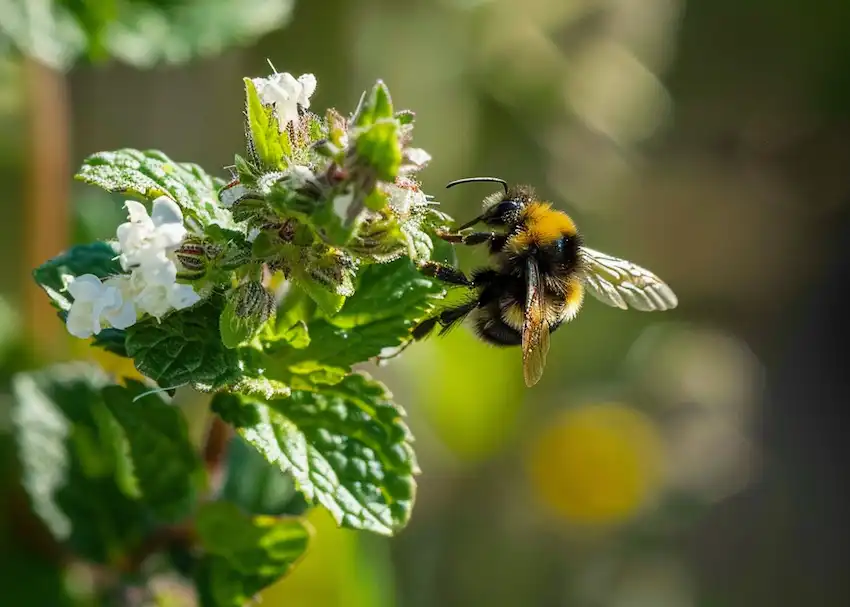 Techy Guru a bee near mint plant