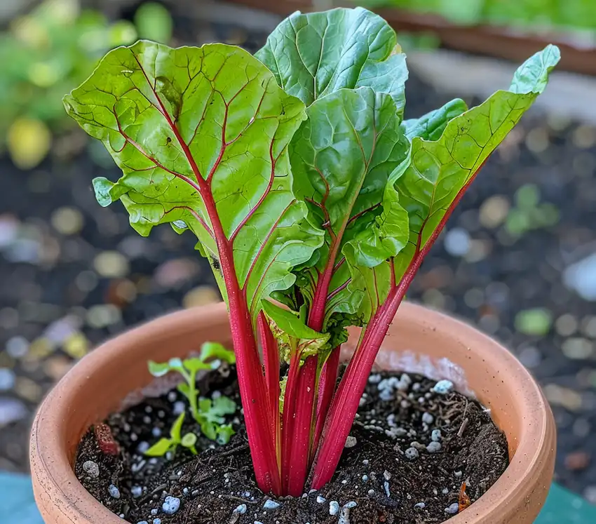 Techy Guru swiss chard growing in a pot