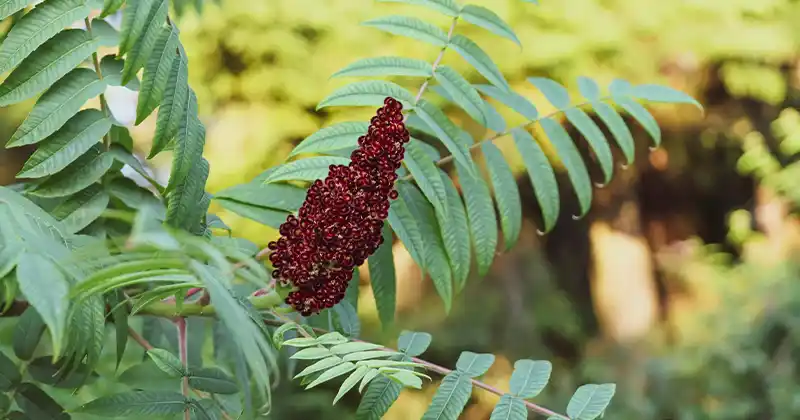 The Amazing Benefits of Sumac and How to Use It