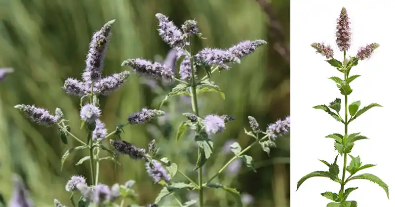 Wild Mint (Mentha longifolia): A…