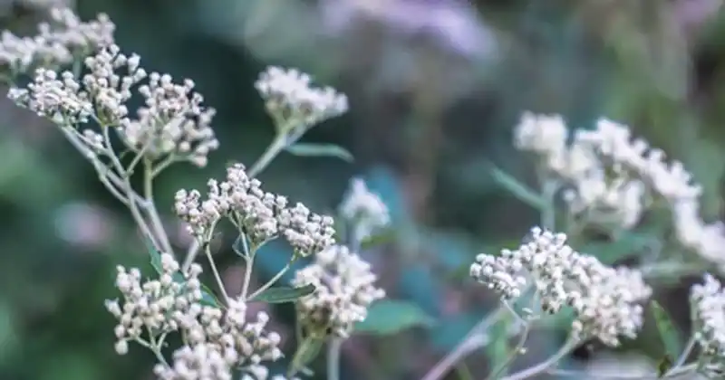 Impepho: The Sacred and Medicinal Herb…