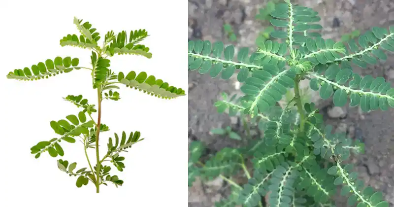 The Stone Breaker Plant: Nature’s Remedy…