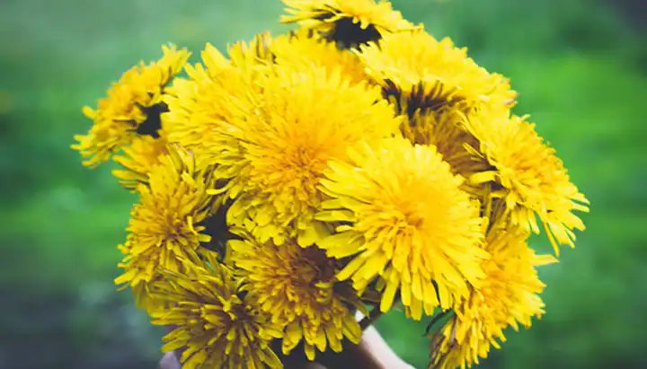 30 Incredible Benefits of Dandelion: Nature's Hidden Gem