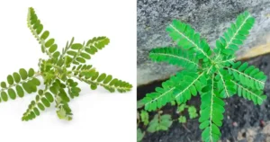 Stone Breaker (Phyllanthus niruri): A Miracle Herb with 25 Benefits and Practical Ways to Use It