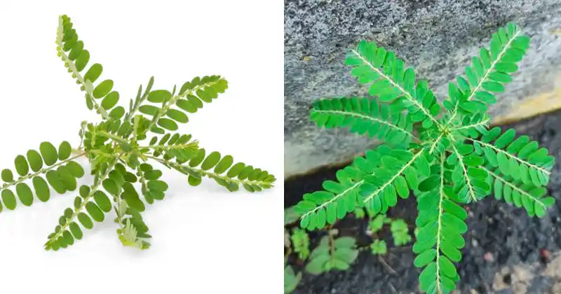 Stone Breaker (Phyllanthus niruri): A Miracle Herb with 25 Benefits and Practical Ways to Use It