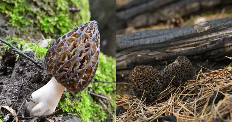 The Fascinating World of Morel Mushrooms: Types, Benefits, and Safe Usage