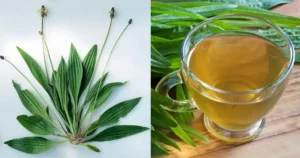 The Incredible Benefits of Plantago lanceolata and How to Use It