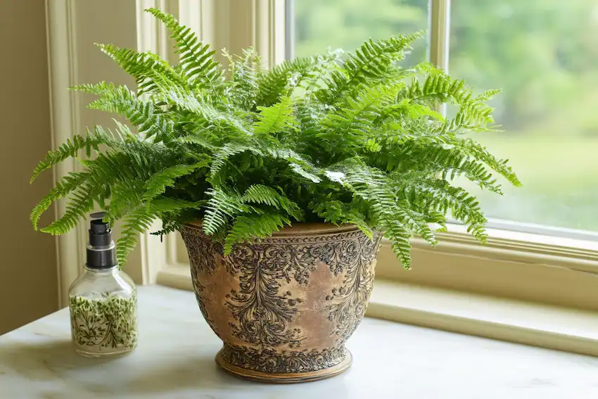 Techy Guru a close up of a well maintained boston fern