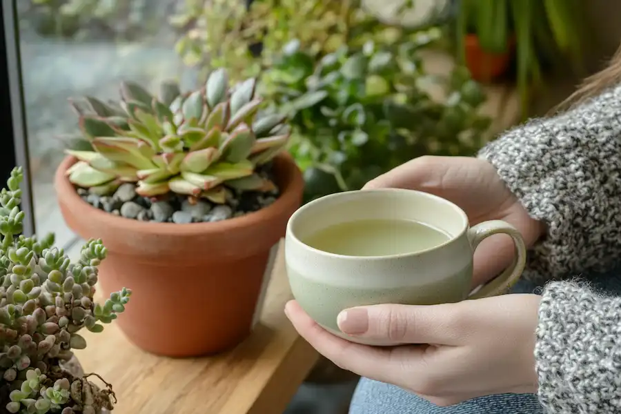 Techy Guru a cup of kalanchoe pinnata tea