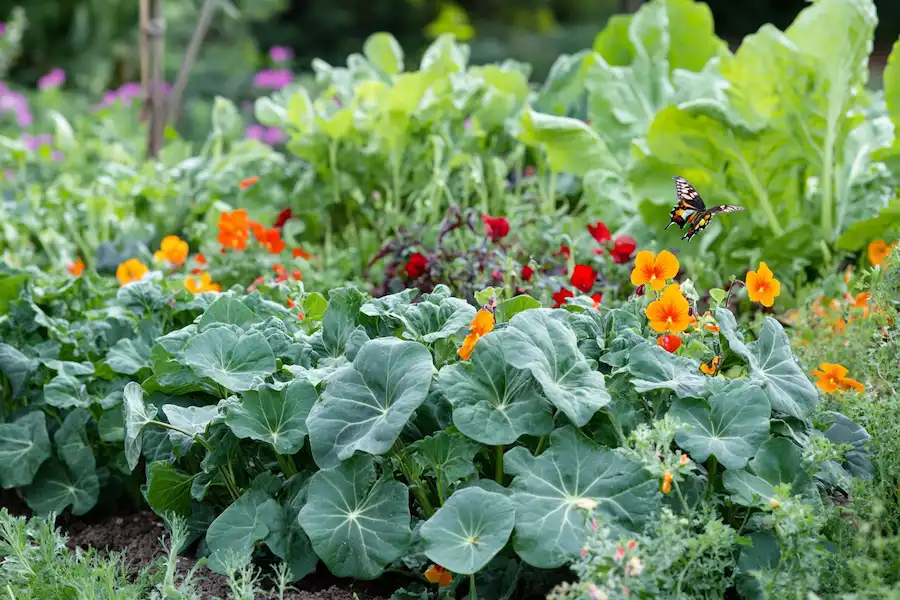 Techy Guru flourishing nasturtium plants with bright orange red and yellow blooms among various green vegetables