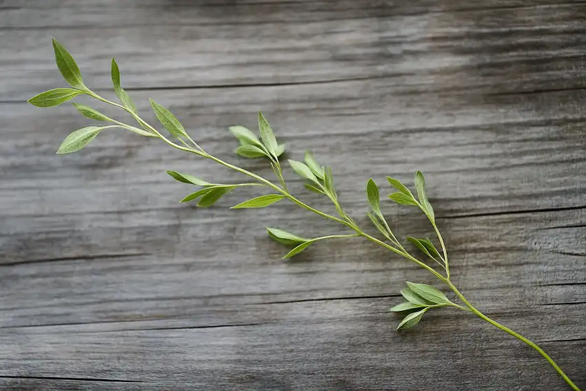 Common Wireweed (Sida acuta): Spiritual…