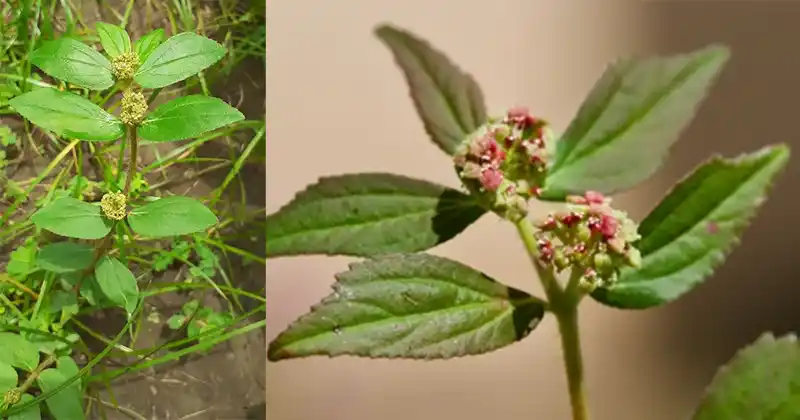 Euphorbia Hirta: 30 Benefits and How to Use It Safely