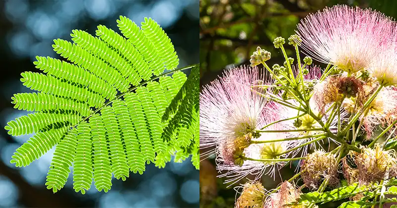 Albizia julibrissin: Exploring the Benefits of Bark, Flowers, and Leaves