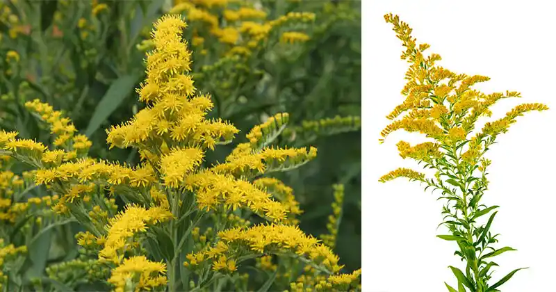 Goldenrod: Exploring the Benefits of Leaves, Flowers, and Roots