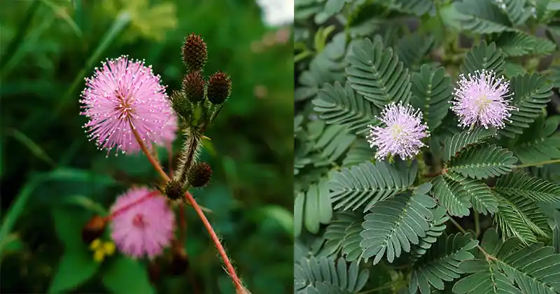 The Hidden Power of Mimosa Pudica: 30 Benefits and Homemade Uses