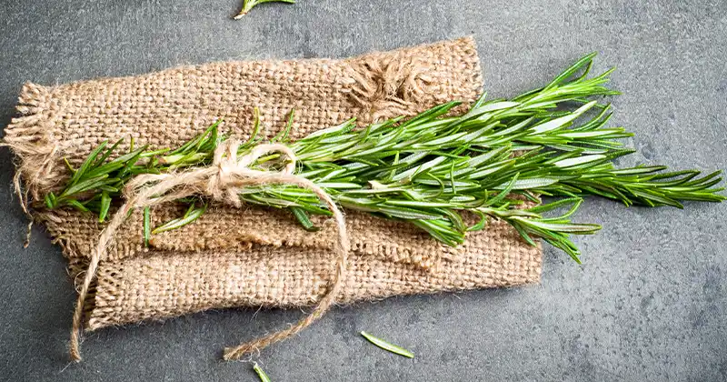 Unlocking the Benefits of Rosemary:…