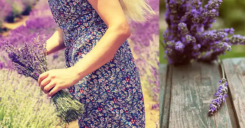 The Ultimate Herb for Stress…