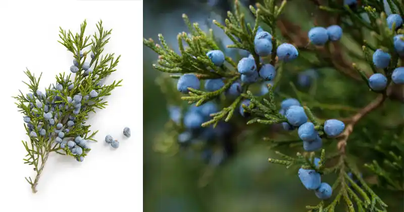 Juniper: A Comprehensive Guide to…