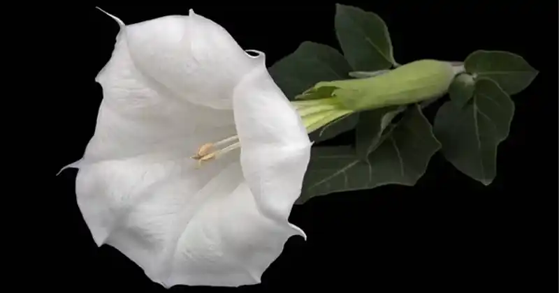 Toxic Beauty and Serious Risks