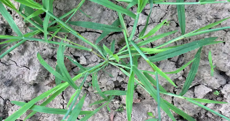 How to Identify Crabgrass –…