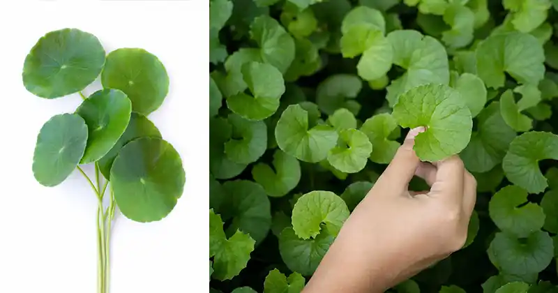 The Incredible Benefits and Uses…