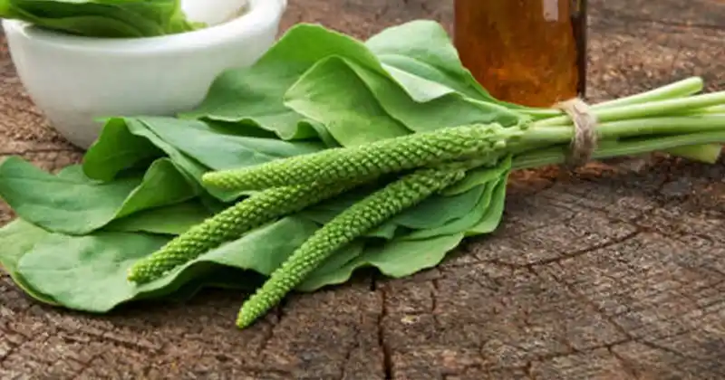 Discover the Incredible Benefits of Plantago…