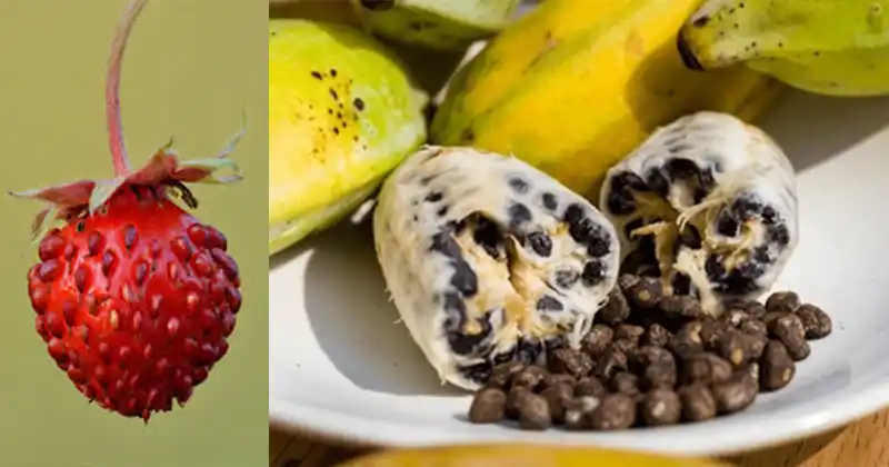 How Fruit Looked Before Humans