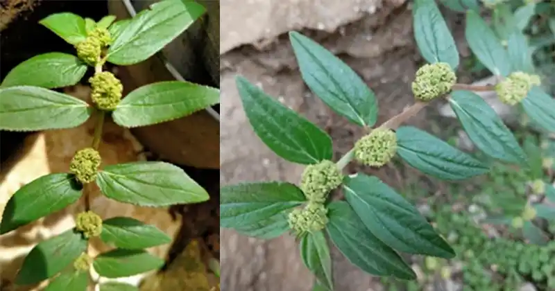 How to Collect, Prepare, and Store Euphorbia Hirta for Future Use