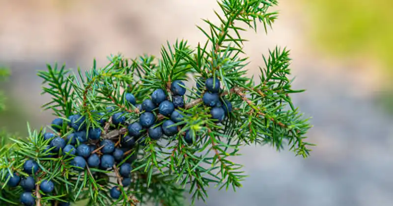 Juniper: 20 Remarkable Benefits and…