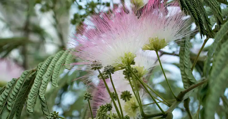 Albizia julibrissin: How to Collect, Prepare, and Store Its Bark, Flowers, and Leaves