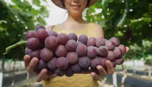 The Healthy Benefits Behind Grapeseed Extract: A Comprehensive Guide
