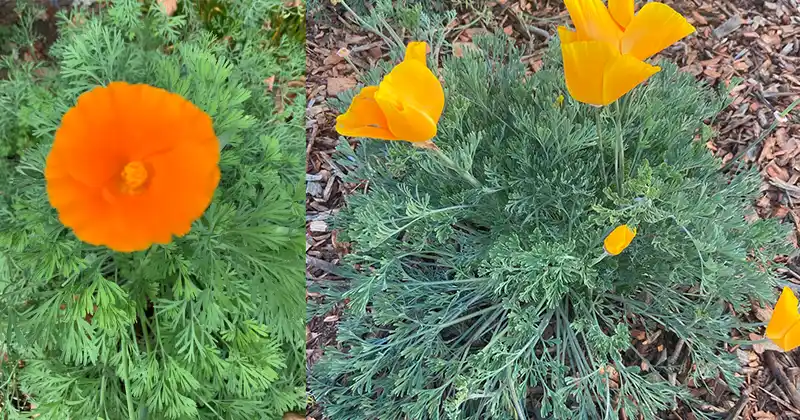 California Poppy: Nature’s Gentle Remedy…