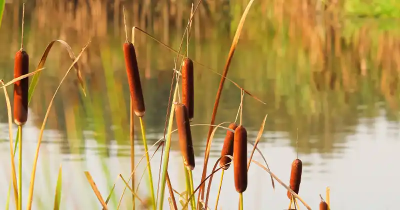 The Untapped Potential of Cattails: A…